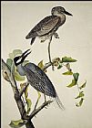 Yellow-Crowned Heron